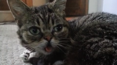 Lil Bub is Now on Vine! Here Are Our 5 Favorites So Far