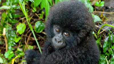 You Can Watch 'Virunga' Right Now On Netflix