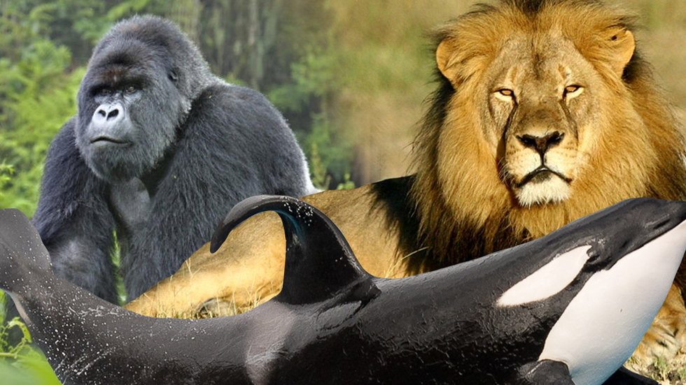 Five Animal Rights Movies to See and Discuss, in the Wake of Cecil the Lion